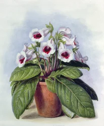 Gloxinie in einem Topf, ca. 1860
